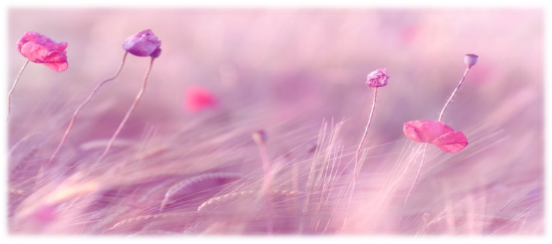 https://img.chainimage.com/images/flowers-macro-field-background-pink-nature-wallpaper-hd-desktop.jpg